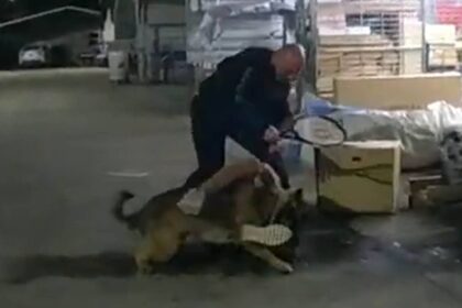 Daytona Beach Police Officer striking a man with a tennis racket while a K-9 dog is biting the man.