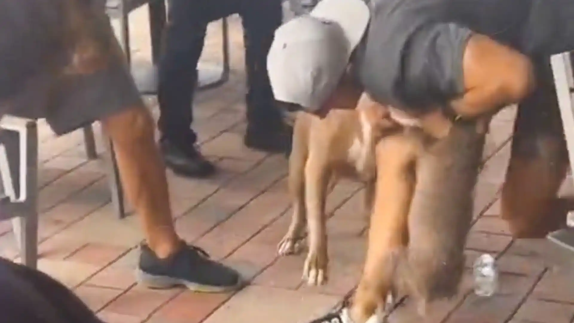 Image of a pitbull attack caught on video, highlighting the rescue mistakes made during the incident.